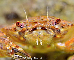 Face to face... by Niky Šímová 